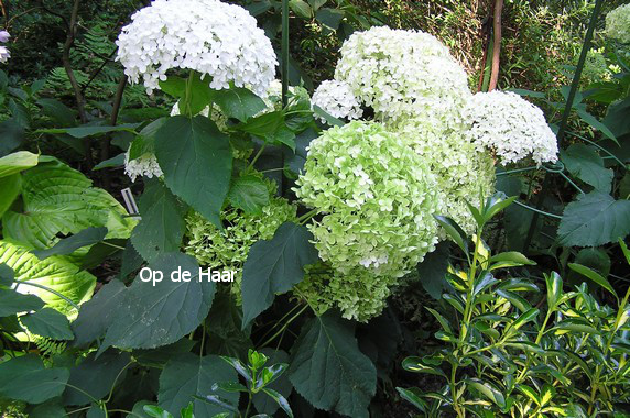 Hydrangea arborescens 'Annabelle'