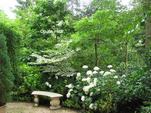 Hydrangea arborescens 'Annabelle'