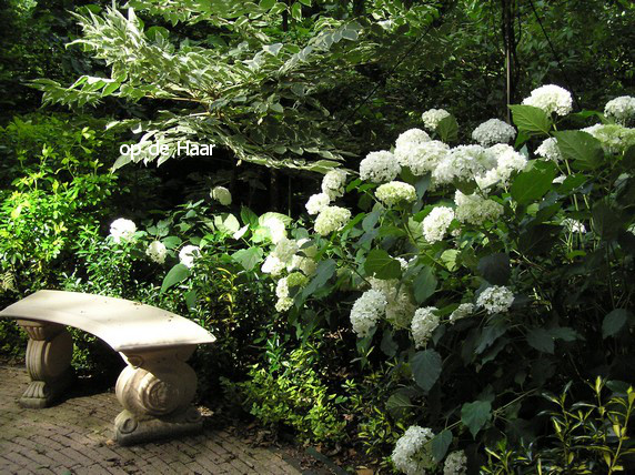 Hydrangea arborescens 'Annabelle'