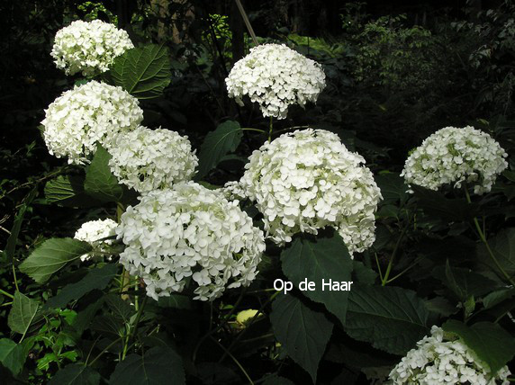 Hydrangea arborescens 'Annabelle'