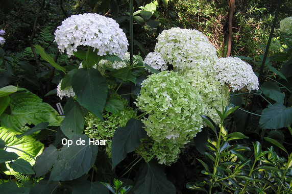 Hydrangea arborescens 'Annabelle'