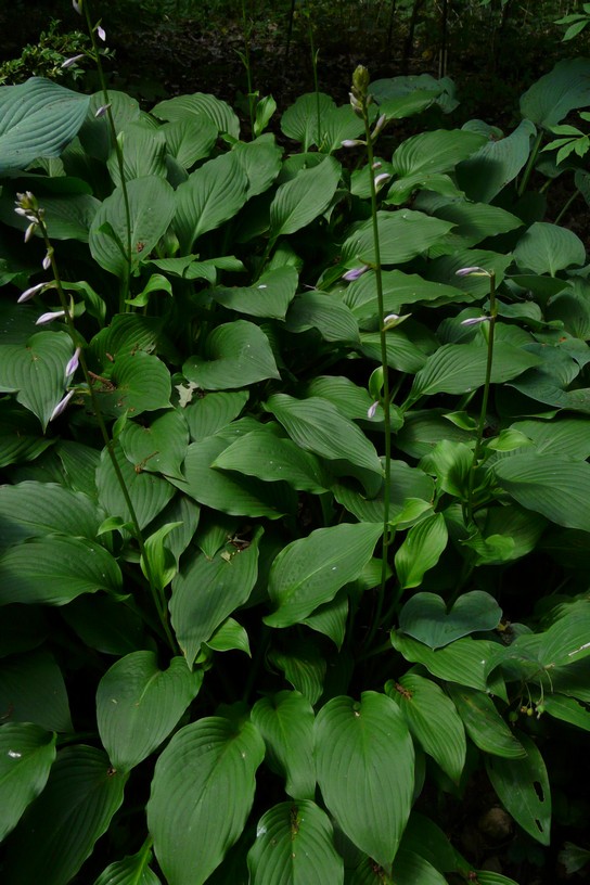 Hosta ventricosa