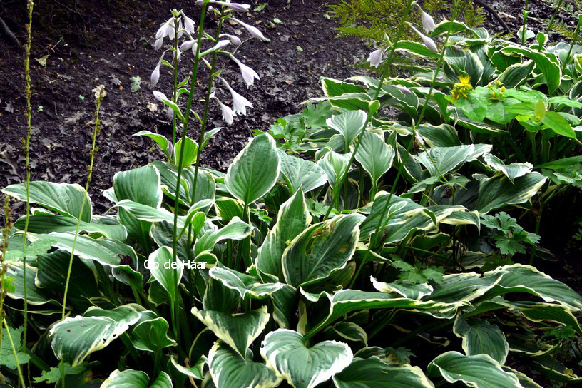 Hosta undulata 'Mediovariegata'