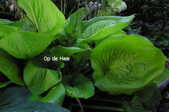 Hosta 'Sum and Substance'