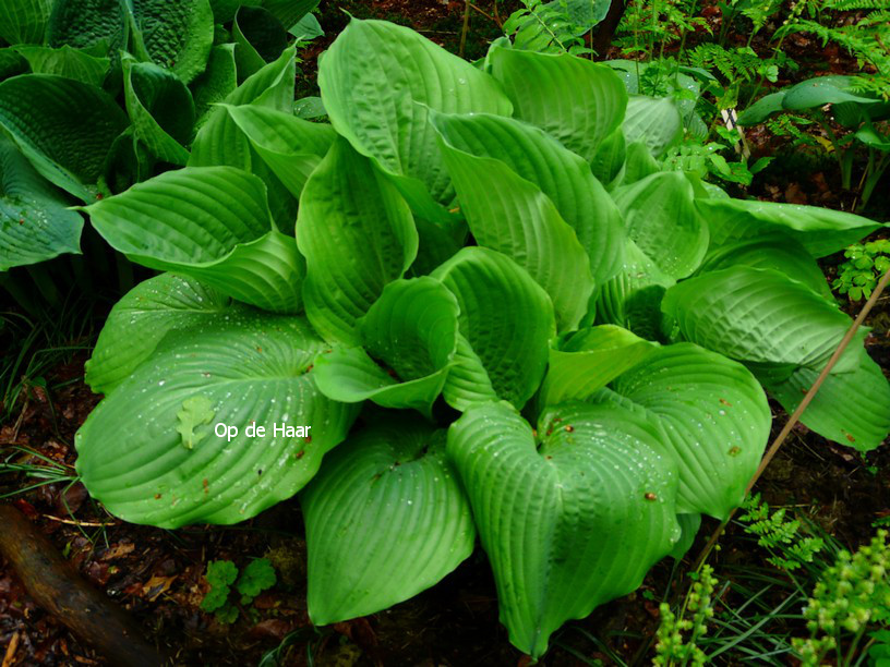 Hosta 'Sum and Substance'