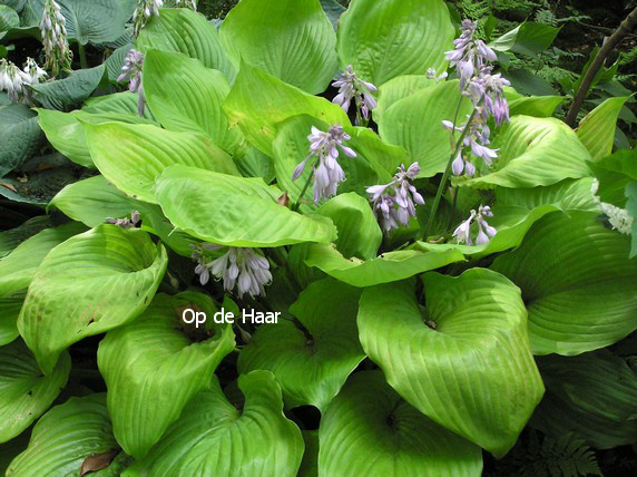 Hosta 'Sum and Substance'