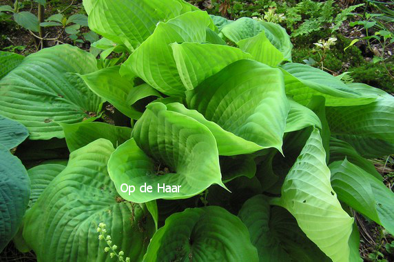 Hosta 'Sum and Substance'