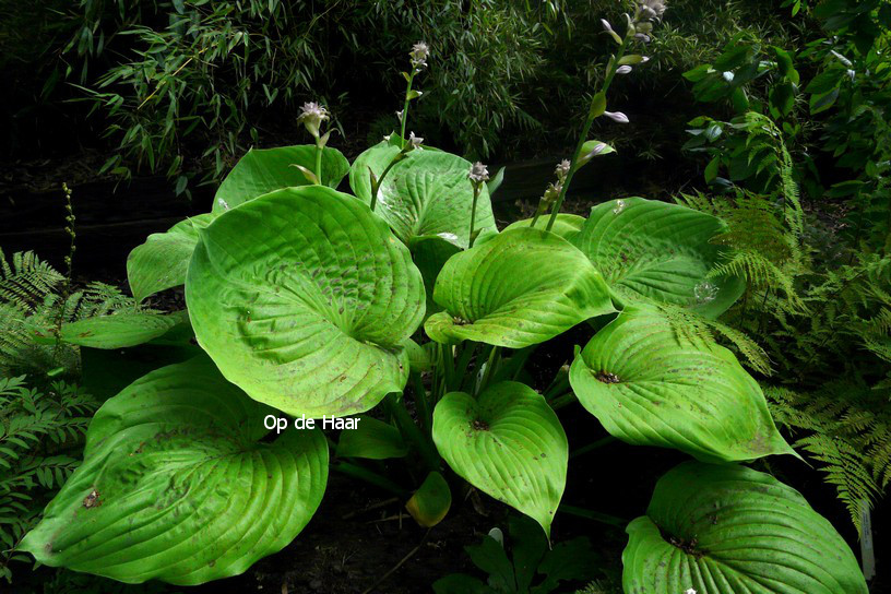 Hosta 'Sum and Substance'