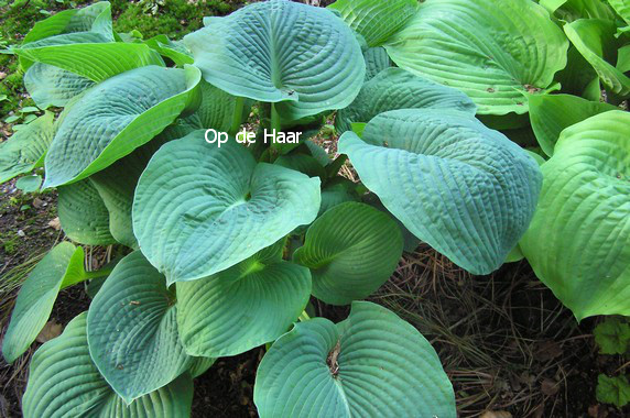 Hosta sieboldiana 'Elegans'