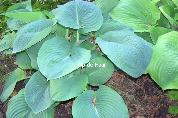 Hosta sieboldiana 'Elegans'