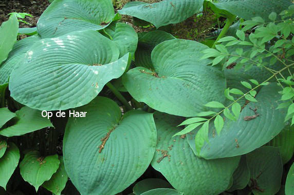 Hosta sieboldiana 'Elegans'