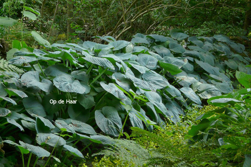 Hosta sieboldiana 'Elegans'