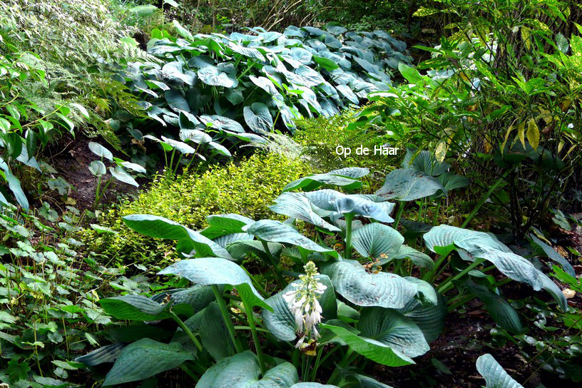 Hosta sieboldiana 'Elegans'