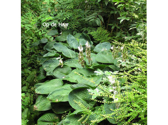 Hosta sieboldiana 'Elegans'