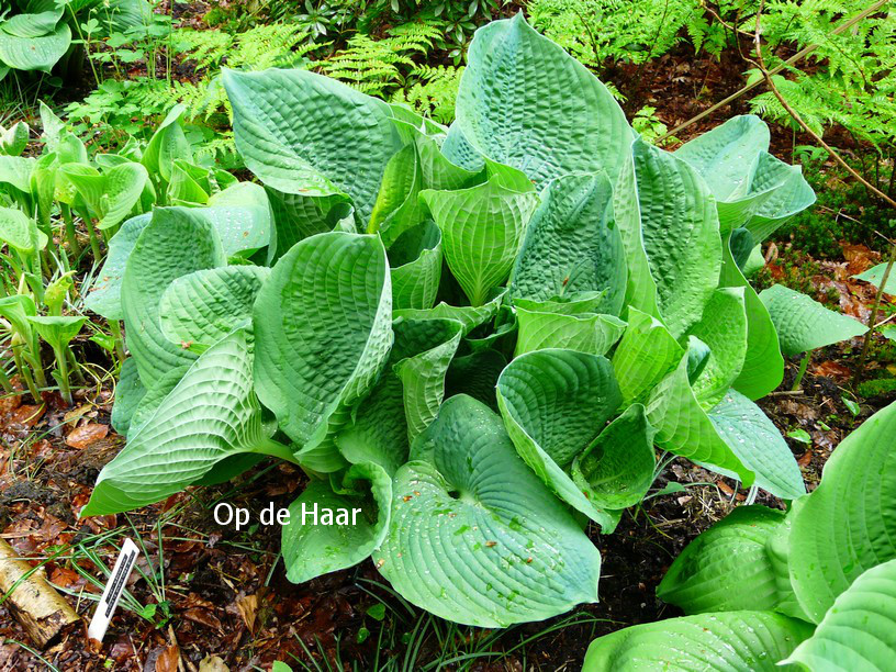 Hosta sieboldiana 'Elegans'