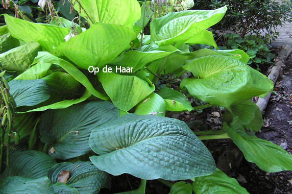 Hosta sieboldiana 'Elegans'