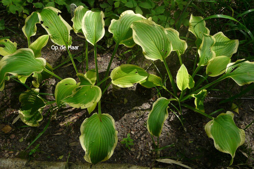 Hosta 'Shade Fanfare'