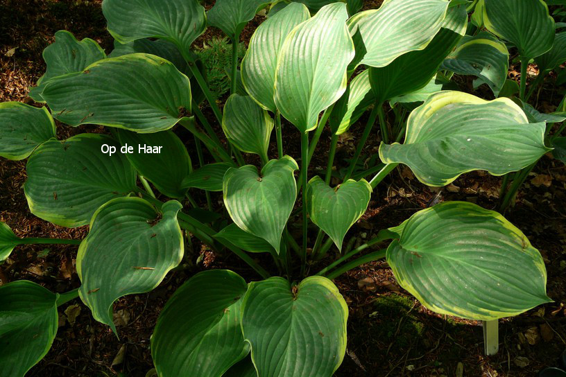 Hosta 'Regal Splendor'