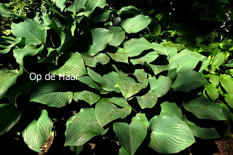 Hosta 'Krossa Regal'