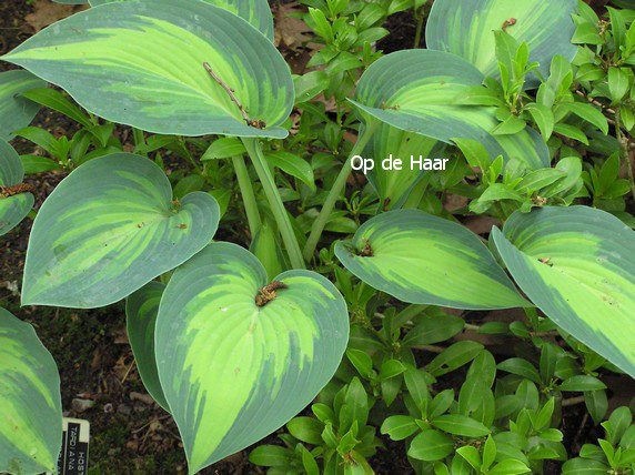 Hosta 'June'