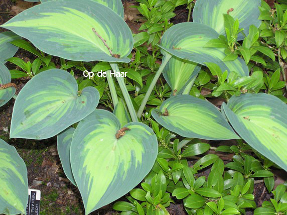 Hosta 'June'