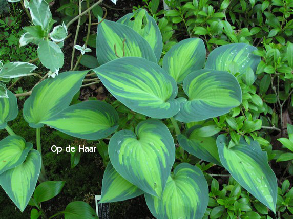 Hosta 'June'