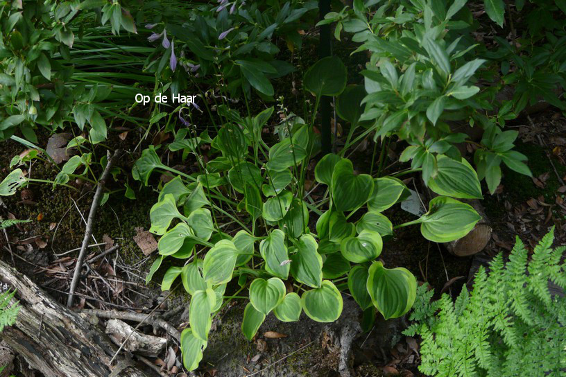 Hosta 'Golden Tiara'