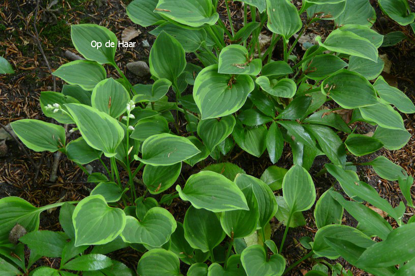 Hosta 'Golden Tiara'