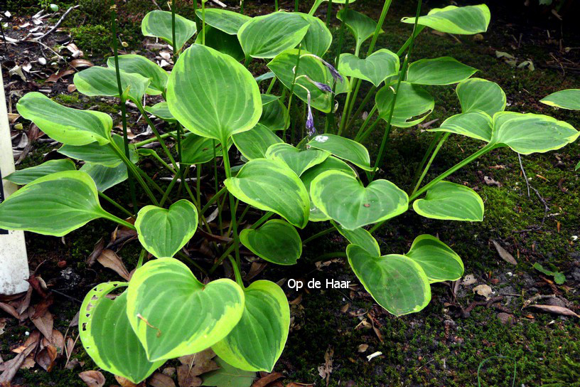 Hosta 'Golden Tiara'