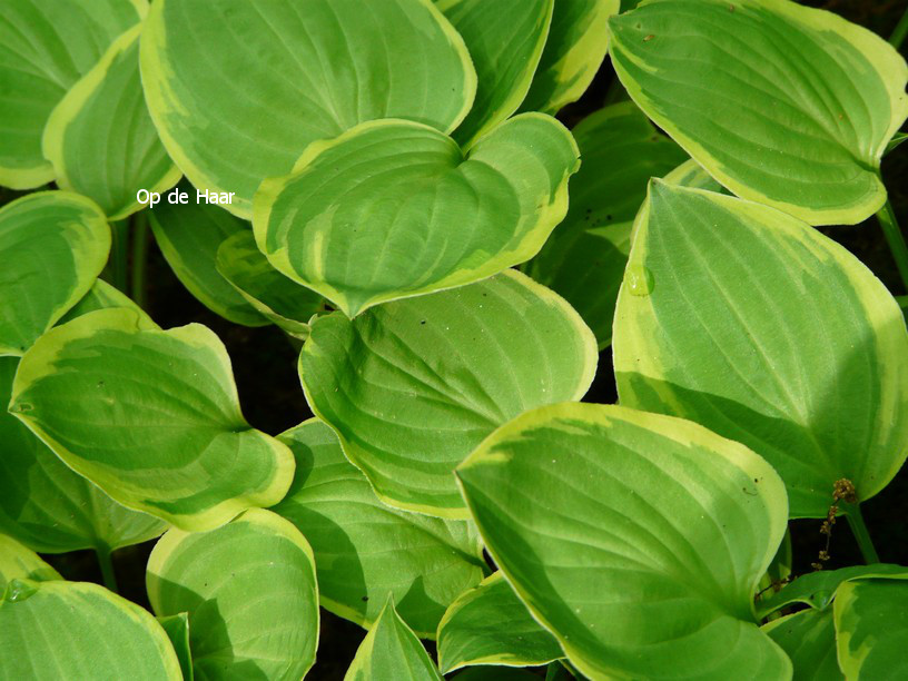 Hosta 'Golden Tiara'