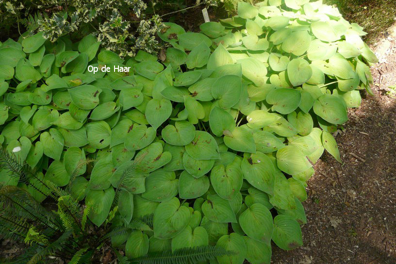 Hosta 'Gold Edger'