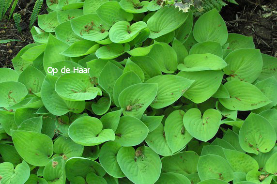 Hosta 'Gold Edger'