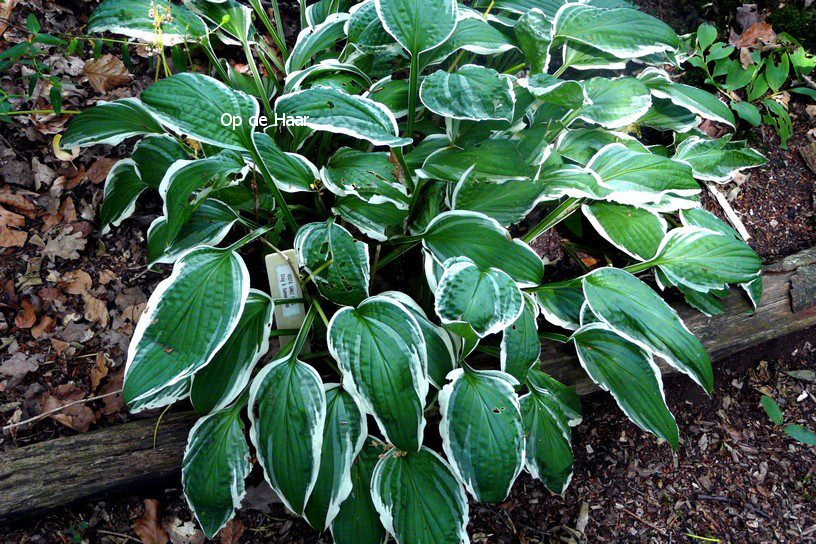 Hosta 'Ginko Craig'