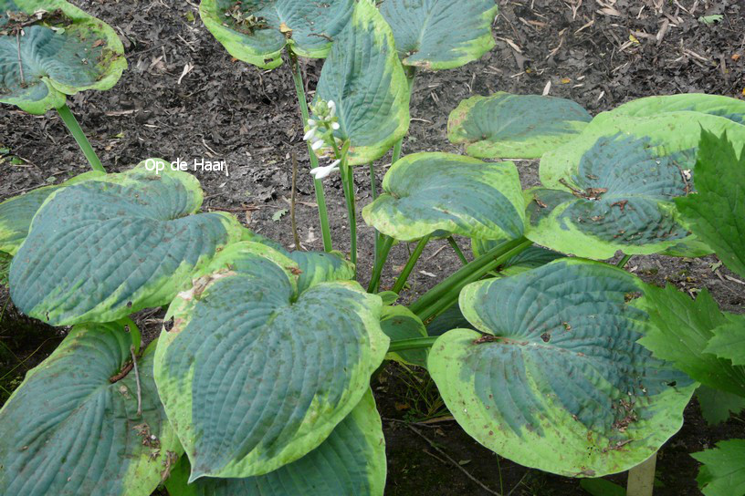 Hosta sieboldiana 'Frances Williams'