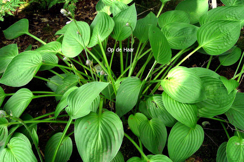 Hosta fortunei 'Hyacinthina'