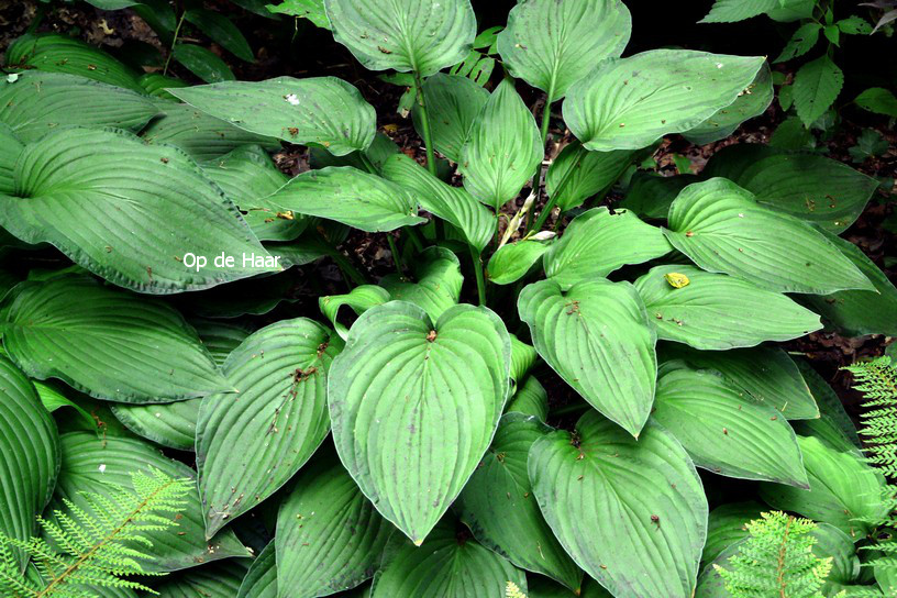 Hosta fortunei 'Albopicta'