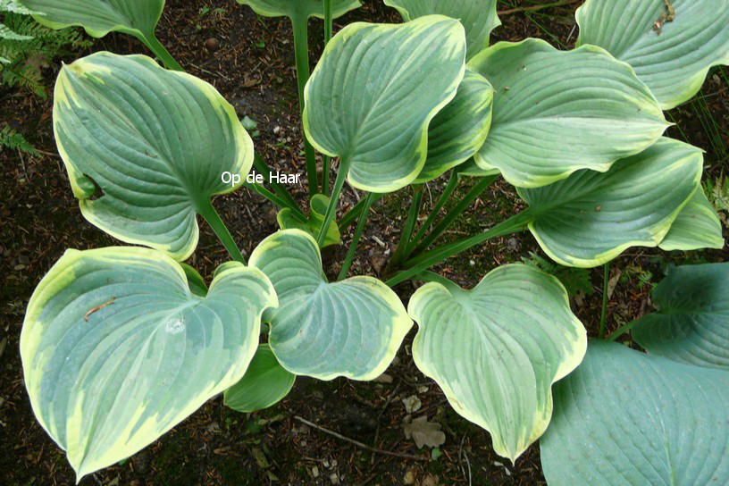 Hosta 'Sagae'