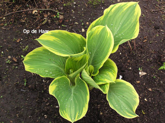 Hosta 'Sagae'