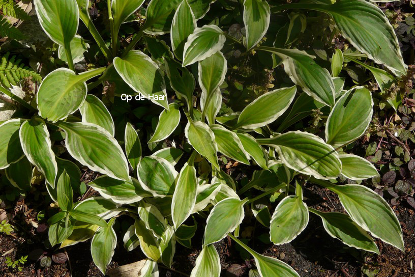 Hosta decorata