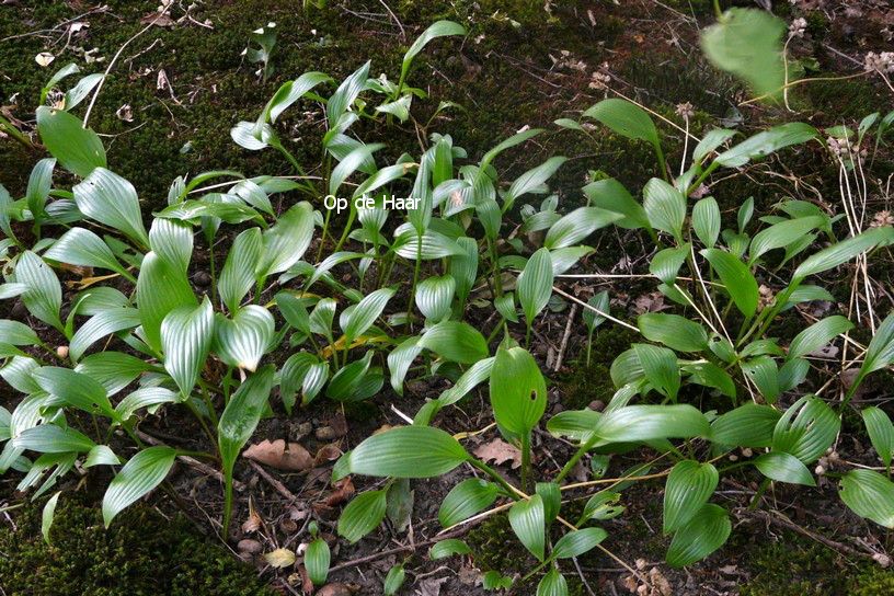 Hosta clausa var. normalis