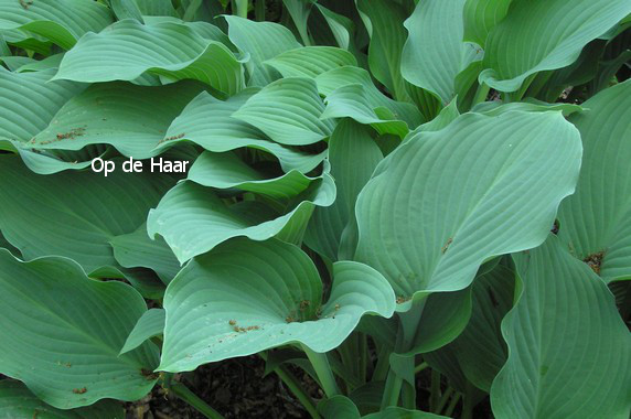 Hosta 'Krossa Regal'