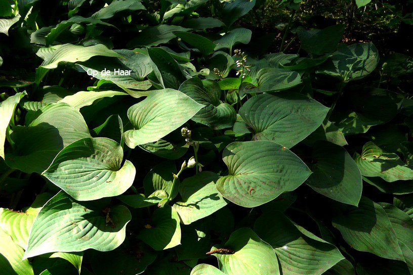 Hosta 'Blue Cadet'