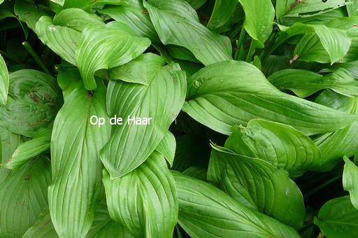 Hosta 'August Moon'