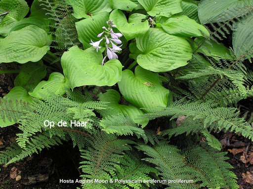 Hosta 'August Moon'