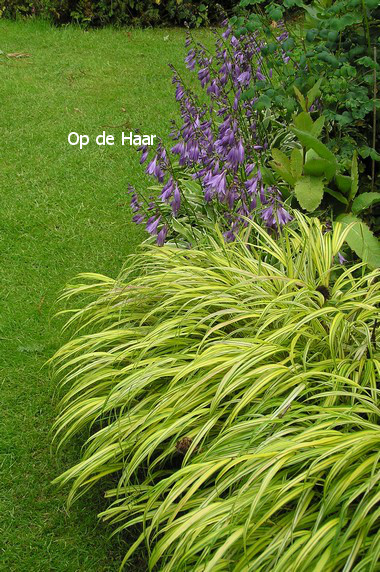 Hakonechloa macra 'Aureola'