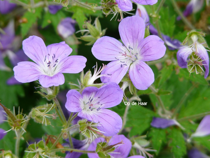 Geranium sylvaticum 'Mayflower'