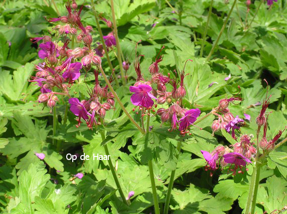 Geranium macrorrhizum