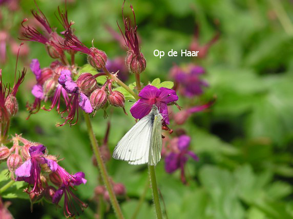 Geranium macrorrhizum 'Spessart'