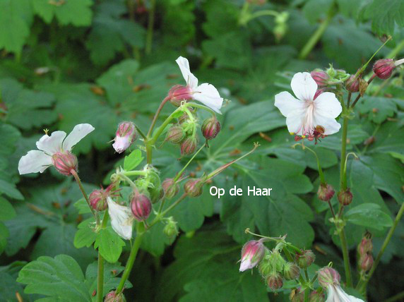 Geranium macrorrhizum 'Spessart'