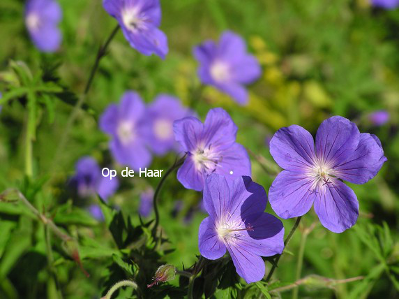 Geranium 'Johnson's Blue'